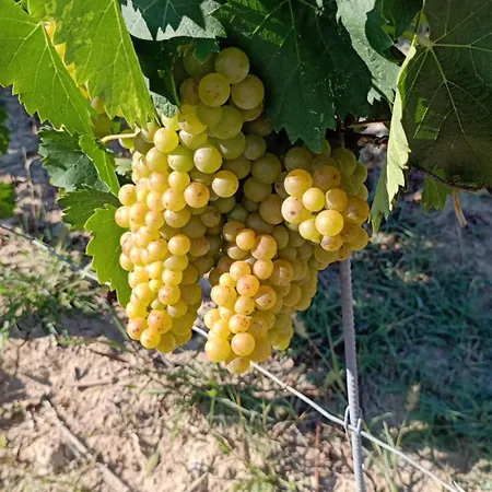 Vecchio Torchio *